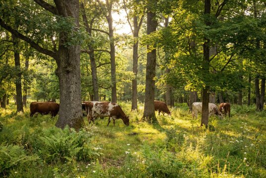 Dairy cows grazing peacefully in a sunlit green forest pasture landscape
