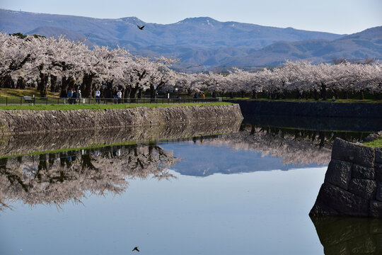 満開の桜と五稜郭の外堀