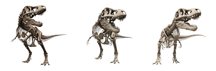 Tyrannosaurus rex skeleton, Tyrannosaurus rex, roaring pose, Tyrannosauridae family, massive prehistoric skull anatomy, bipedal theropod dinosaur osteology, apex predator bone structure frame © SmartBee