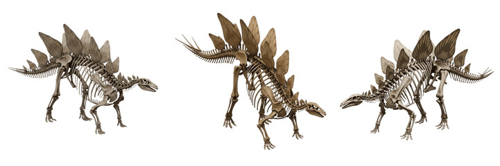 Stegosaurus skeleton, Stegosaurus stenops, plated spine anatomy, prehistoric osteology model, Stegosauridae family, quadrupedal thyreophora dinosaur bone structure, thagomizer tail spikes © SmartBee