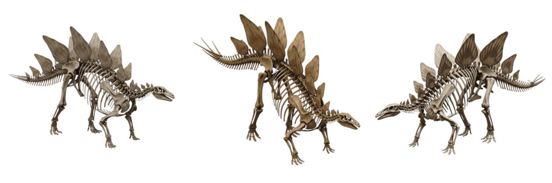Stegosaurus skeleton, Stegosaurus stenops, plated spine anatomy, prehistoric osteology model, Stegosauridae family, quadrupedal thyreophora dinosaur bone structure, thagomizer tail spikes