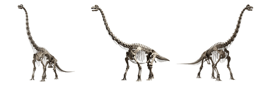 Brachiosaurus skeleton, Brachiosaurus altithorax, giant long-neck dinosaur anatomy, Brachiosauridae family, sauropod macronaria osteology framework, elongated cervical vertebrae skeletal map