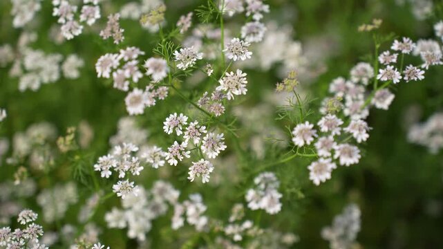 View of delicate coriander flowers blooming in a lush green field in Nepal.