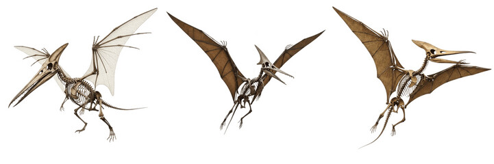 Pteranodon skeleton, Pteranodon longiceps, wings spread wide, prehistoric flying reptile anatomy, Pteranodontidae pterosaur osteology, elongated fourth digit wing finger skeletal grid layout © SmartBee