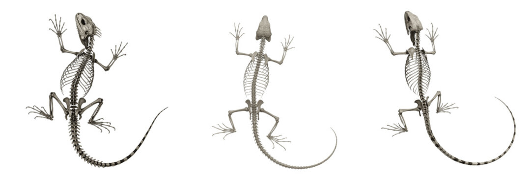 Iguana skeleton, Iguana iguana, climbing pose, reptile osteology format, Iguanidae squamata lizard skeletal anatomy, elongated caudal vertebrae clawed limbs structural frame calibration profile