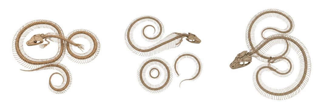 Python skeleton, Python bivittatus, coiled anatomy, realistic serpent bone structure, Boidae henophidia non-venomous snake osteology, vestigial pelvic spurs skeleton framework layout profile