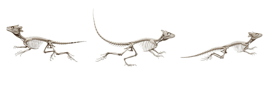 Basilisk lizard skeleton, Basiliscus basiliscus, running pose, reptile osteology style, Corytophanidae squamata bipedal lizard skeletal system, elongated hind limb digits framework calibration profile