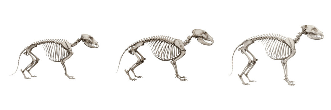 Civet skeleton, Civettictis civetta, side profile anatomy, realistic mammal bones, Viverridae primitive feliform carnivore osteology, elongated cranial structure limb framework profiling chart