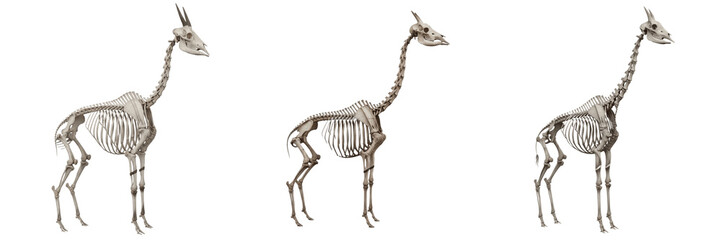 Okapi skeleton, Okapia johnstoni, giraffe relative anatomy, long neck bones, Giraffidae giraffoid artiodactyl osteology, modified cervical vertebrae cranial ossicones skeletal framework format card © SmartBee