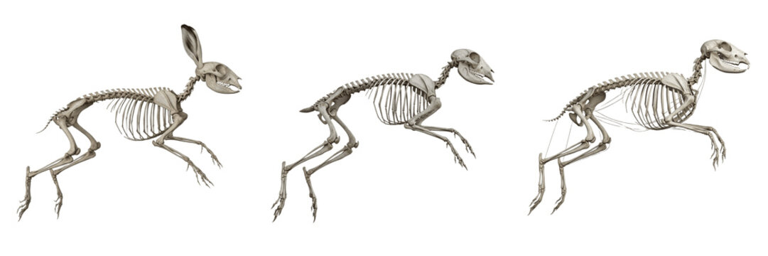 Arctic hare skeleton, Lepus arcticus, jumping pose, realistic mammal anatomy, Leporidae lagomorpha osteology, fenestrated maxillary bone macro hind leg saltatorial skeletal framework tracking map