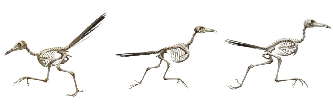Roadrunner skeleton, Geococcyx californianus, running bird anatomy, realistic bone detail, Cuculidae cuculiformes zygodactyl ground bird osteology, cursorial pelvic limb propulsion tracking chart