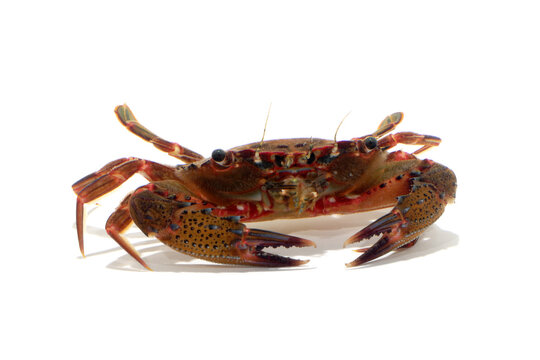 ベニツケガニ　海辺の生物　白バック