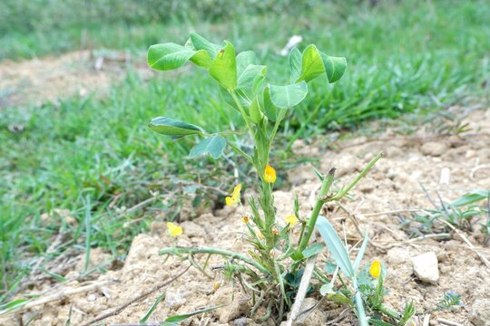Peanut Plant Flowering Stage Agricultural Cultivation