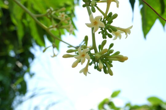 Tropical Papaya Flower Cluster in Natural Sunlight
