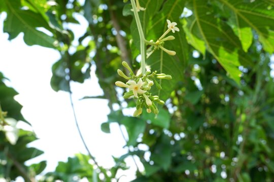 Fresh Papaya Blossoms Growing Among Green Leaves