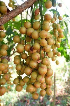 Ripe Burmese Grape Cluster Growing in Natural Garden