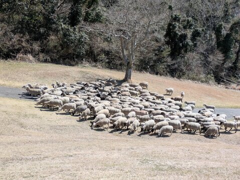 the sheep show featuring sheepdogs and sheep