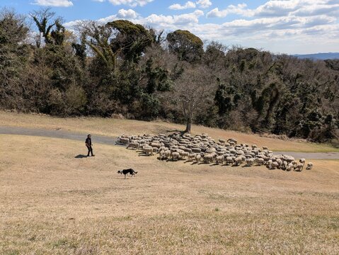 the sheep show featuring sheepdogs and sheep