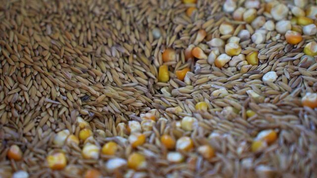 View of a mixture of rice husks and yellow corn kernels showing agricultural diversity and texture in Nepal.