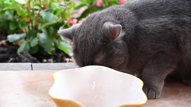 Grey british shorthair cat drinking milk from bowl outdoors on patio.