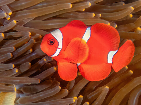 Maroon Clownfish (Premnas biaculeatus), also known as the spine-cheeked anemonefish, Kapalai Island, Sabah, Malaysia, Borneo