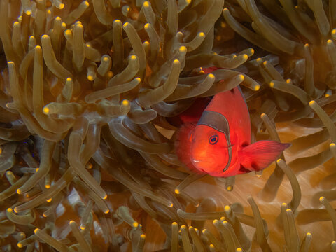 Maroon Clownfish (Premnas biaculeatus), also known as the spine-cheeked anemonefish with a Bubble Anemone (Entacmaea quadricolor), Kapalai Island, Sabah, Malaysia, Borneo	
