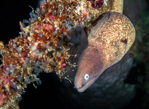Moray Eel (Gymnothorax thyrsoideus), also known as the Greyface Moray, Kapalai Island, Sabah, Malaysia, Borneo