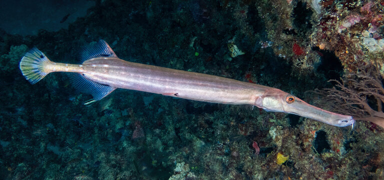 Trumpetfish (Aulostomus), Kapalai Island, Sabah, Malaysia, Borneo