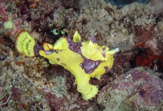 Warty Frogfish (Antennarius maculatus), also commonly known as the Clown Frogfish, Kapalai Island, Sabah, Malaysia, Borneo