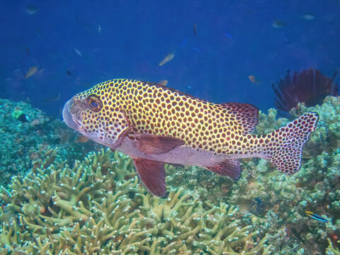 Harlequin Sweetlips (Plectorhinchus chaetodonoides), reefs of Sipadan Island, Sabah, Malaysia, Borneo