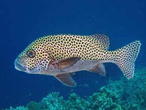 Harlequin Sweetlips (Plectorhinchus chaetodonoides), reefs of Sipadan Island, Sabah, Malaysia, Borneo