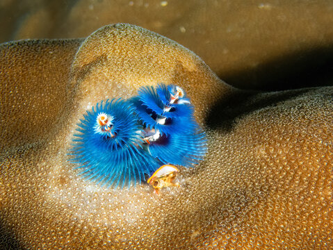 Christmas Tree Worm (Spirobranchus giganteus), reefs of Sipadan Island, Sabah, Malaysia, Borneo	
