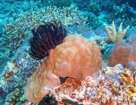Feather Star (Comanthina schlegelii), reefs of Sipadan Island, Sabah, Malaysia, Borneo