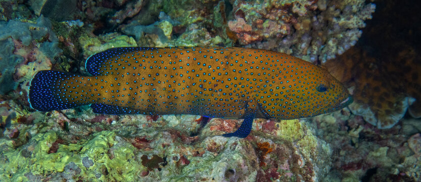 Peacock Grouper (Cephalopholis argus), Sipadan Island, Sabah, Malaysia, Borneo