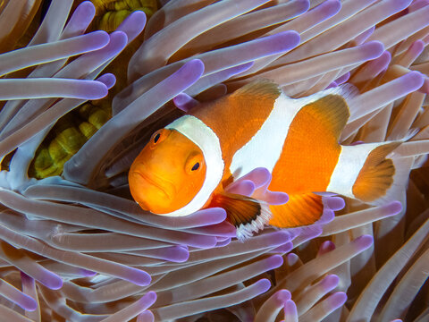 Ocellaris clownfish (Amphiprion ocellaris) in a Magnificent Anemone (Heteractis magnifica), Sipadan Island, Sabah, Malaysia, Borneo