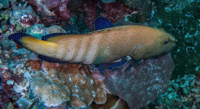 Peacock Grouper (Cephalopholis argus), Sipadan Island, Sabah, Malaysia, Borneo