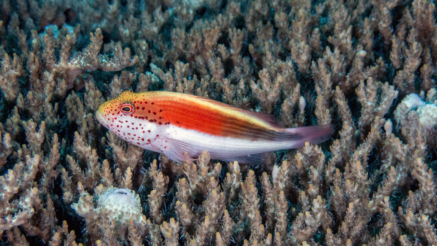 Freckled Hawkfish (Paracirrhites forsteri), reefs of Sipadan Island, Sabah, Malaysia, Borneo
