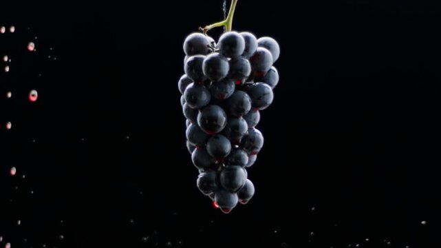 Fresh black grapes rotation on isolated black background on super slow motion. Grapes close up. Loop motion. Beautiful stock footage for wine commercial.