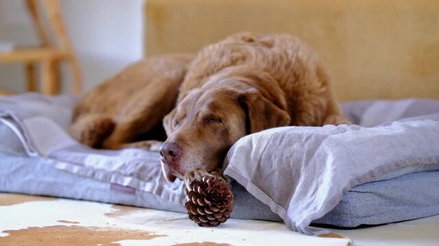 Mature, brown Labrador dog sleeping on his dog bed with a pinecone