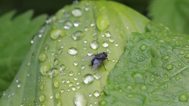 A fly perched on a Hosta leaf covered in raindrops. Summer. UK