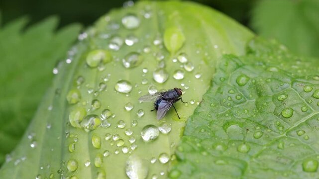 A fly perched on a leaf after a rain shower. Summer. UK
