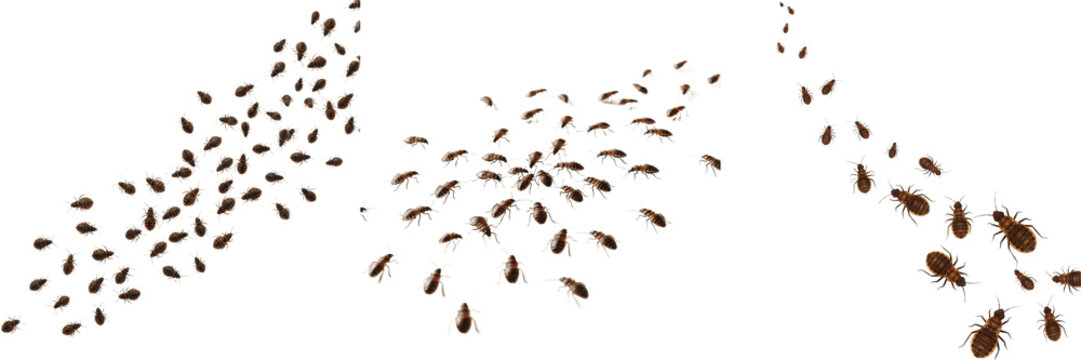 Swarm of bed bugs crawling, Cimex lectularius, Cimicidae family, wingless hematophagous structural parasite aggregation, nocturnal host feeding crawl path lines, dermatology clinical case guide