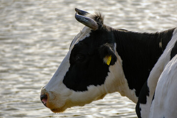 Side profile portrait of a black and white cow near the water © Buğra Kaan Ersoy