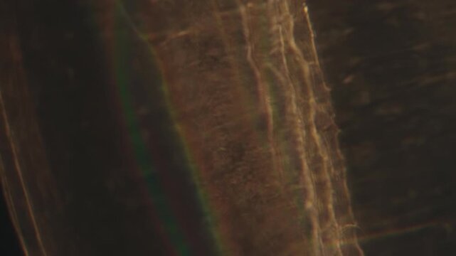 Warm and subtle light leaks with lens flares creating an abstract and organic feel. Anamorphic-like bokeh and light transitions for overlays and creative effects on a dark background