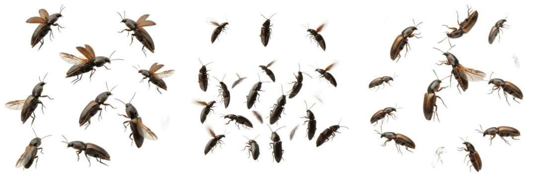 Swarm of click beetles jumping, Athous haemorrhoidalis, Elateridae family, prosternal spine click mechanism, saltatorial propulsion trajectory, agricultural crop foliage feeding flight lines