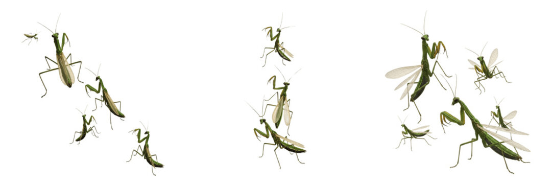Swarm of mantidflies, Mantispa styriaca, Mantispidae family, raptorial forelegs convergence mimicry, neuroptera predatory flying insect, spider egg sac parasitoid lifecycle flight path lines