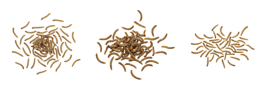 Swarm of inchworms, Operophtera brumata, Geometridae family, winter moth looping locomotion path lines, twig mimicry camouflage, forest canopy defoliation damage tracking profile index