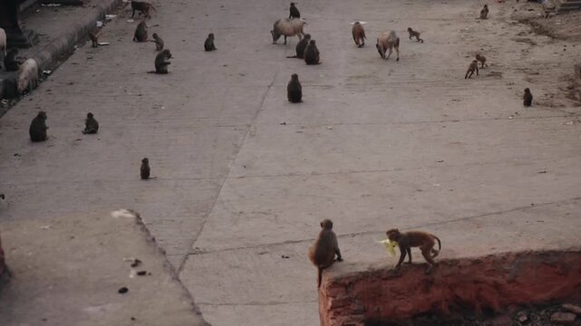 Numerous wild macaque monkeys and pigs roaming and scavenging for food together on a dirty concrete street, showcasing urban wildlife and interspecies coexistence in an asian city