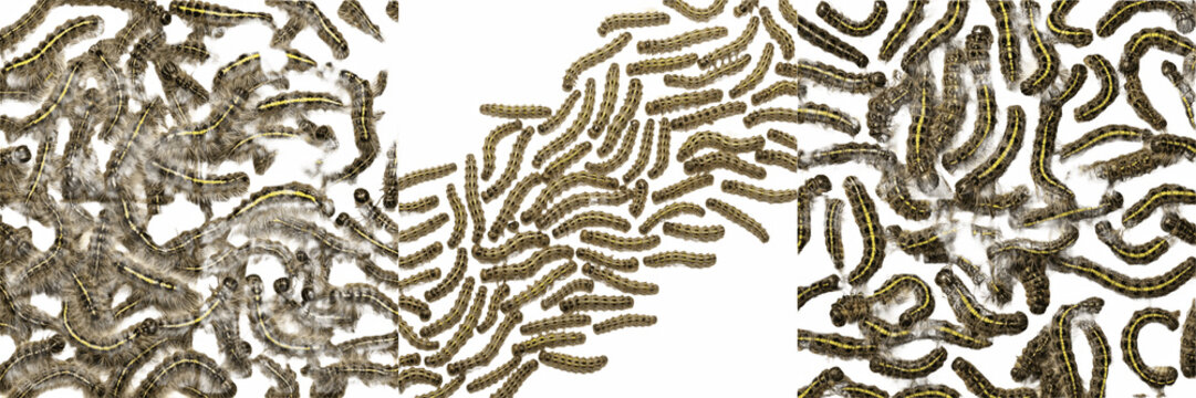 Swarm of beetle larvae mixed, Scarabaeidae Elateridae Tenebrionidae families, soil substrate grub wireworm mealworm aggregate, agricultural pasture root crop pest tracking profile index