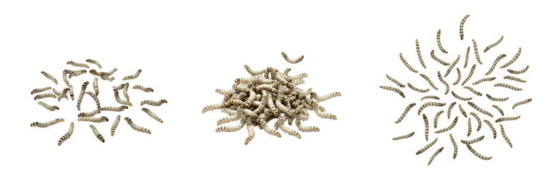 Swarm of processionary caterpillars, Thaumetopoea pityocampa, Thaumetopoeidae family, pine processionary moth linear column march trail, urticating defensive hair bristles hazard index